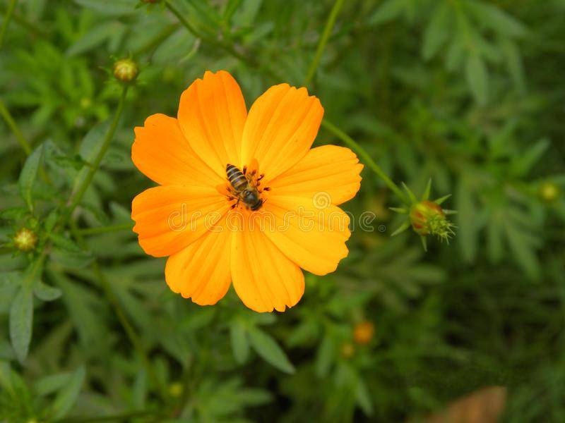 与收集花蜜的蜂蜜蜂的明亮的橙色颜色波斯菊花-119450900.jpg
