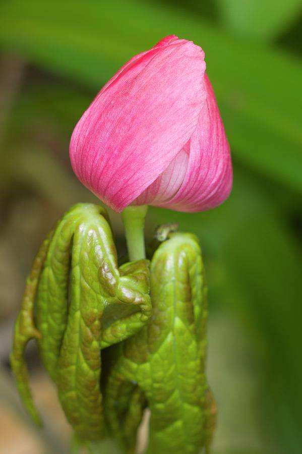 1-podophyllum-hexandrum-flower-bud-dr-jeremy-burgessscience-photo-library.jpg